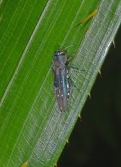 Agrilus decoloratus ajax