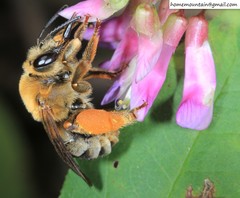 Eucera interrupta