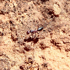 Camponotus aurocinctus
