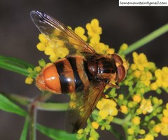Volucella bivitta