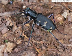 Cicindela sachalinensis