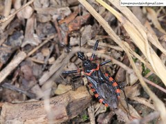 Rhynocoris leucospilus