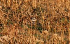 Eupodotis caerulescens