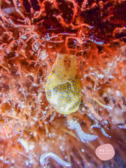 Lamprohaminoea ovalis