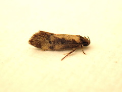 Barea phaeomochla