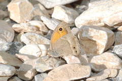 Hyponephele dysdora