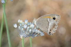 Hyponephele dysdora