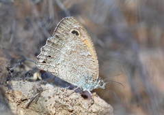 Hyponephele interposita