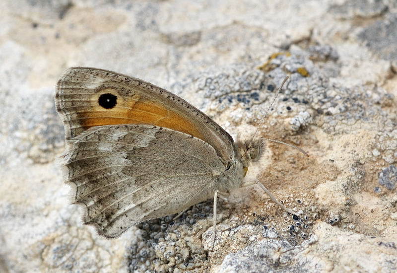 Hyponephele naricina