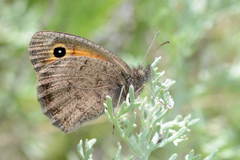 Hyponephele naubidensis