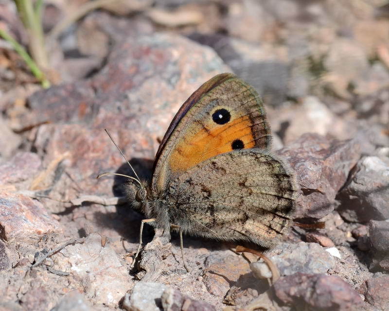 Hyponephele naubidensis