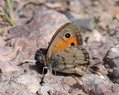 Hyponephele naubidensis