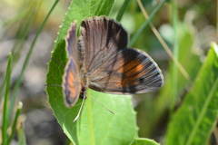 Hyponephele naubidensis
