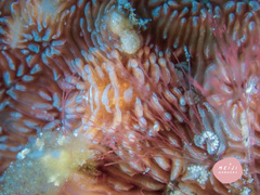 Phestilla fuscostriata