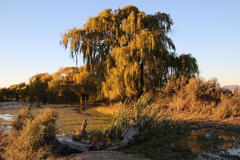 Salix babylonica babylonica