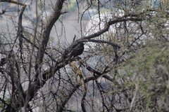 Curaeus curaeus curaeus