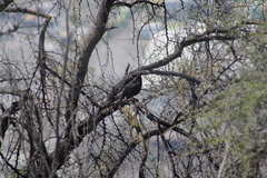 Curaeus curaeus curaeus