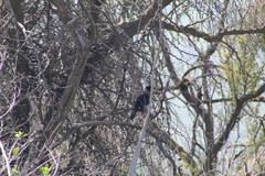 Curaeus curaeus curaeus