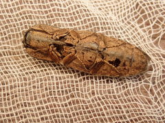 Cryptalaus prosectus