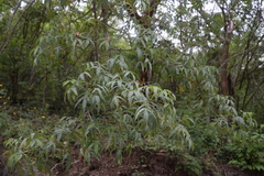 Bursera lancifolia