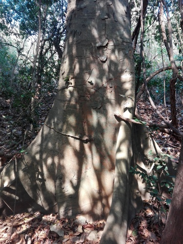 Ramón (Brosimum alicastrum)