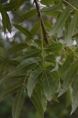 Bursera lancifolia