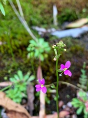 Stylidium debile