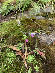 Stylidium debile