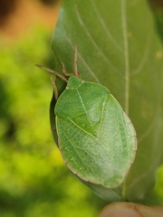 Empysarus depressus