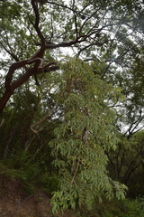 Bursera lancifolia