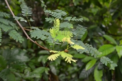 Albizia corniculata