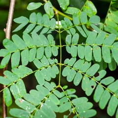 Albizia corniculata