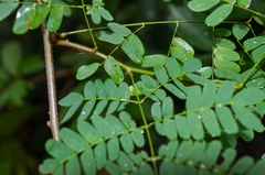 Albizia corniculata