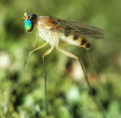 Neurigona squamifera