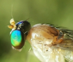 Neurigona squamifera