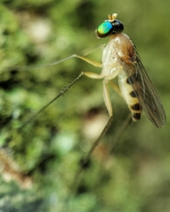 Neurigona squamifera