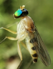 Neurigona squamifera