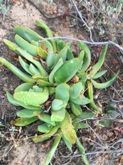 Glottiphyllum