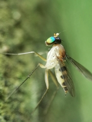 Neurigona squamifera