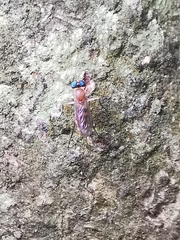 Neurigona squamifera