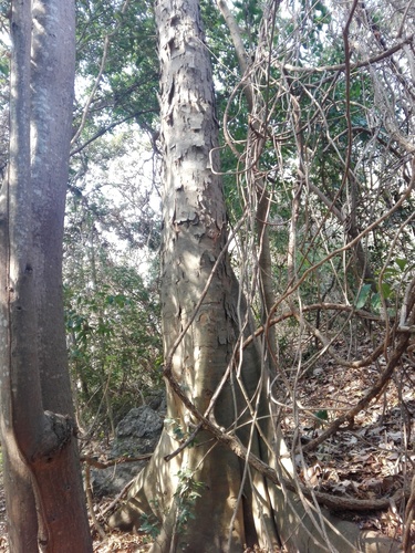 Ramón (Brosimum alicastrum)