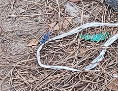 Diplacodes trivialis