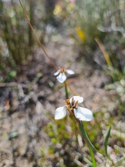 Moraea unguiculata