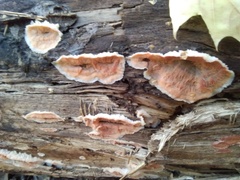 Merulius tremellosus