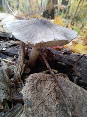 Pluteus