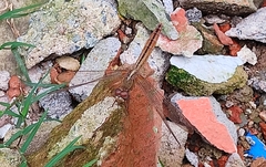 Crocothemis servilia