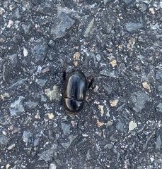 Euetheola