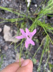 Disa obliqua