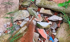 Crocothemis servilia