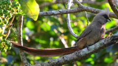 Colius striatus minor